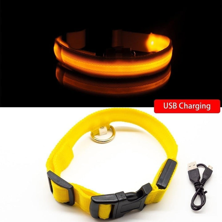 USB Charging Dog Collar Anti-Lost,Avoid Car Accident For Puppies Image 1