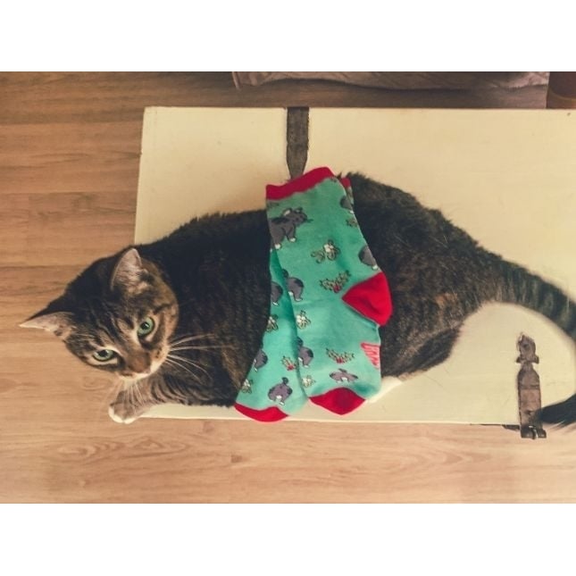 Mens Cat Butt Mistletoe Socks Funny Christmas Kitty Pet Lover Sarcastic Footwear Image 7