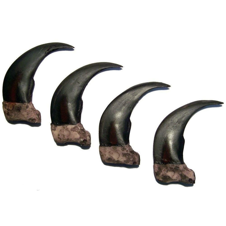 4 LG 3 IN SYTHENTIC GRIZZLY BEAR CLAW brown bears black wild animal claws resin Image 1