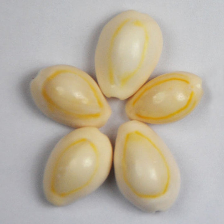 20Pcs Natural Shell Beads with Drilled Hole DIY Craft Tribal Jewelry Accessory Image 6