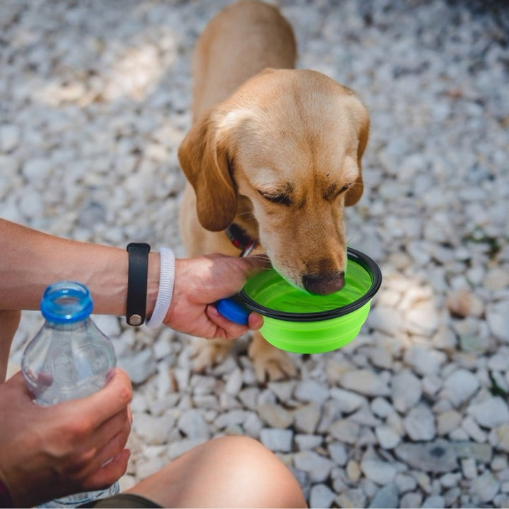 4Pcs Silicone Collapsible Dog Bowls BPA Free Portable Cat Dog Food Water Bowl Image 6