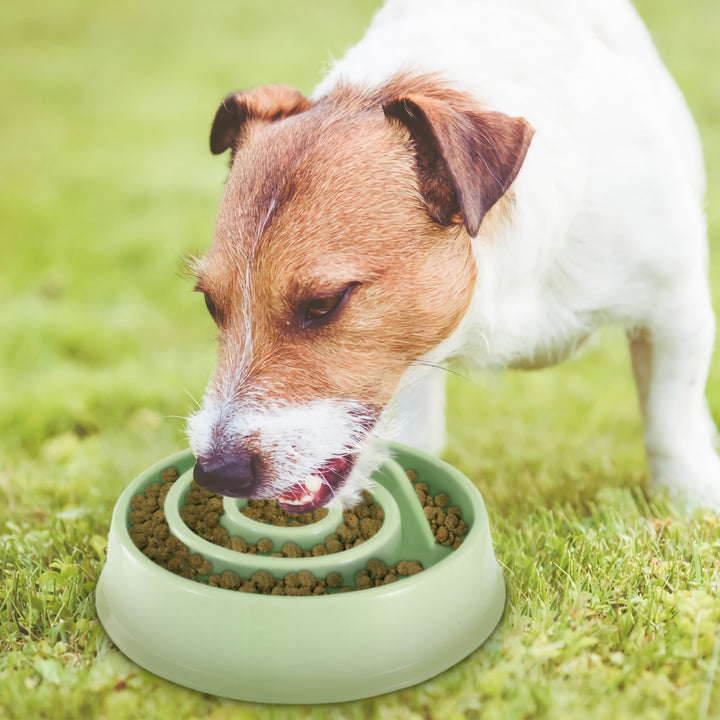 Slow Feeder Dog Bowl Puzzle Maze Healthy PP Mini Bowl Blue Pink Green 8.07in Image 3