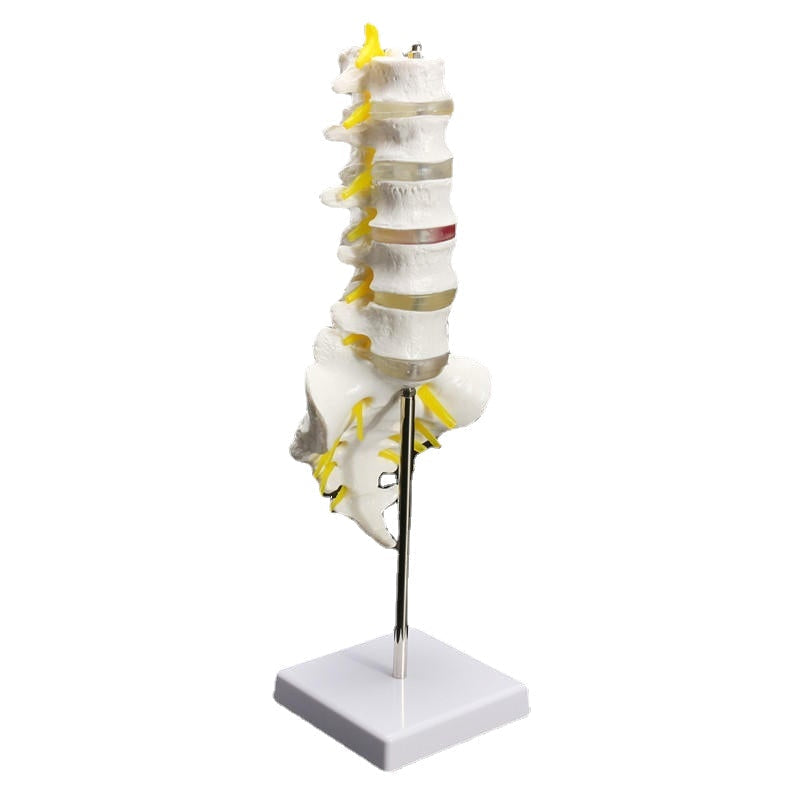 12Life Size Chiropractic Human Anatomical Lumbar Vertebral Spine Anatomy Model Image 1