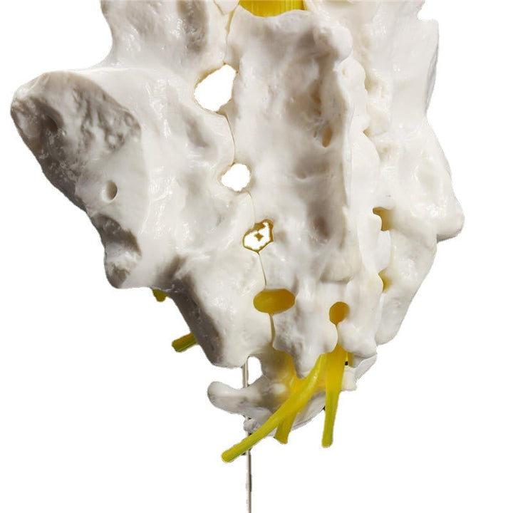 12Life Size Chiropractic Human Anatomical Lumbar Vertebral Spine Anatomy Model Image 2