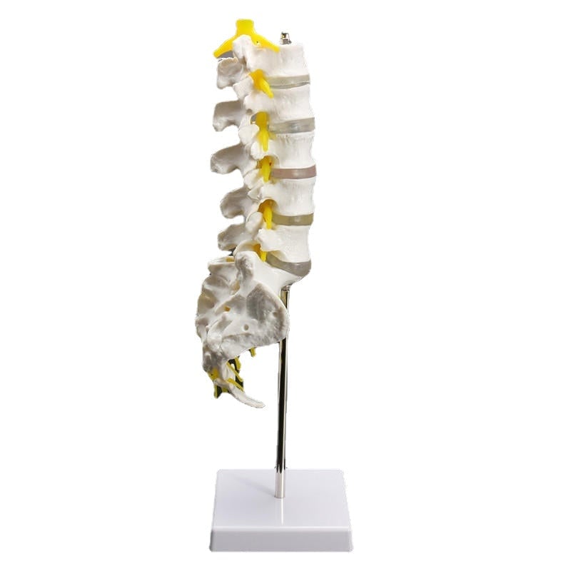 12Life Size Chiropractic Human Anatomical Lumbar Vertebral Spine Anatomy Model Image 4