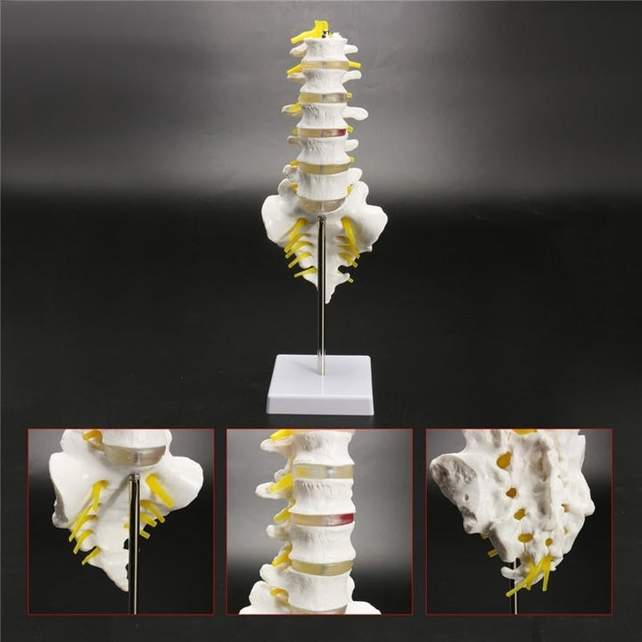 12Life Size Chiropractic Human Anatomical Lumbar Vertebral Spine Anatomy Model Image 7