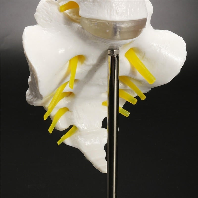 12Life Size Chiropractic Human Anatomical Lumbar Vertebral Spine Anatomy Model Image 8