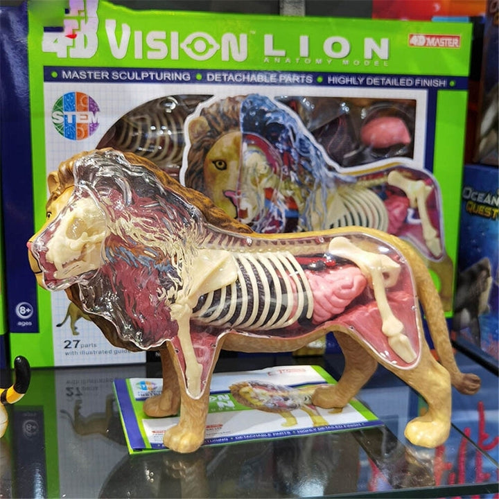 4D Lion Beast Wild Animal Internal Organs Anatomy Teaching Model Puzzle Assembly Toy Image 2