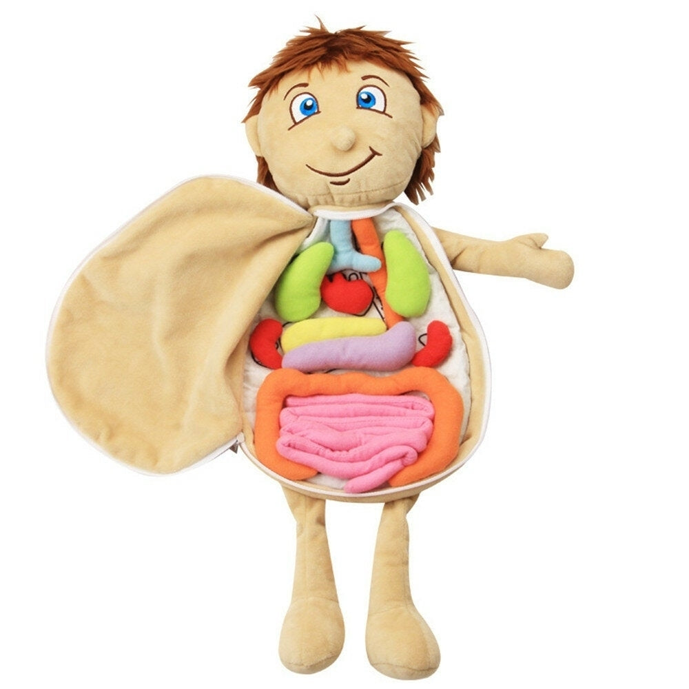 Children Fabric Body Structure Puzzle Doll Boys and Girls Human Organ Structure Cognitive Educational Toys Image 2