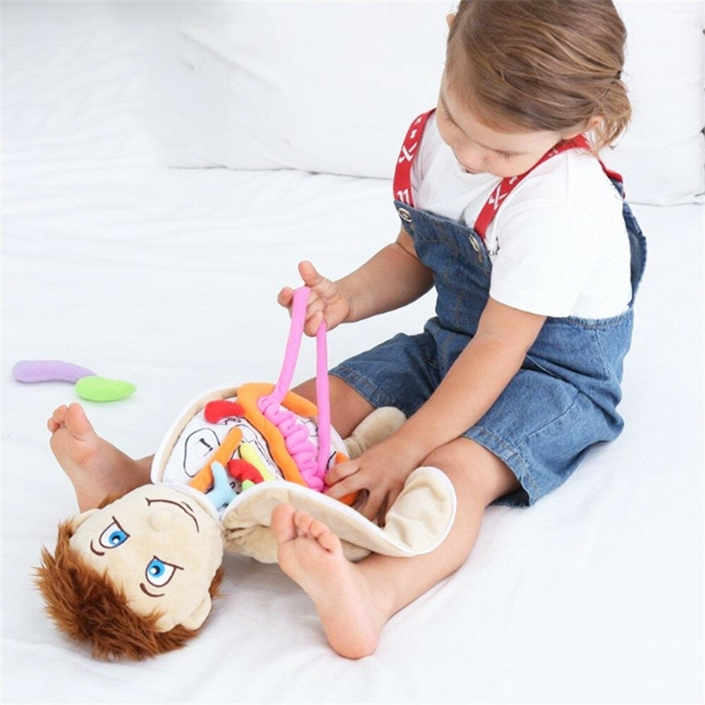 Children Fabric Body Structure Puzzle Doll Boys and Girls Human Organ Structure Cognitive Educational Toys Image 3