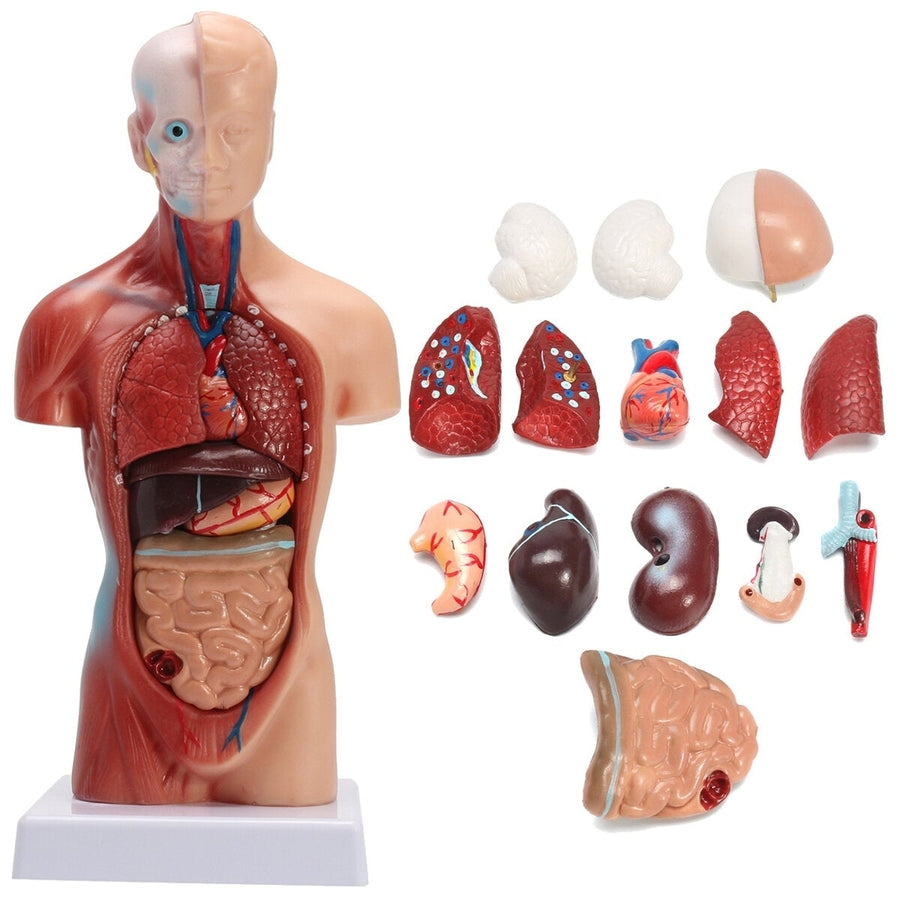 Human Torso Body Anatomy Model Heart Brain Skeleton School Educational Image 1
