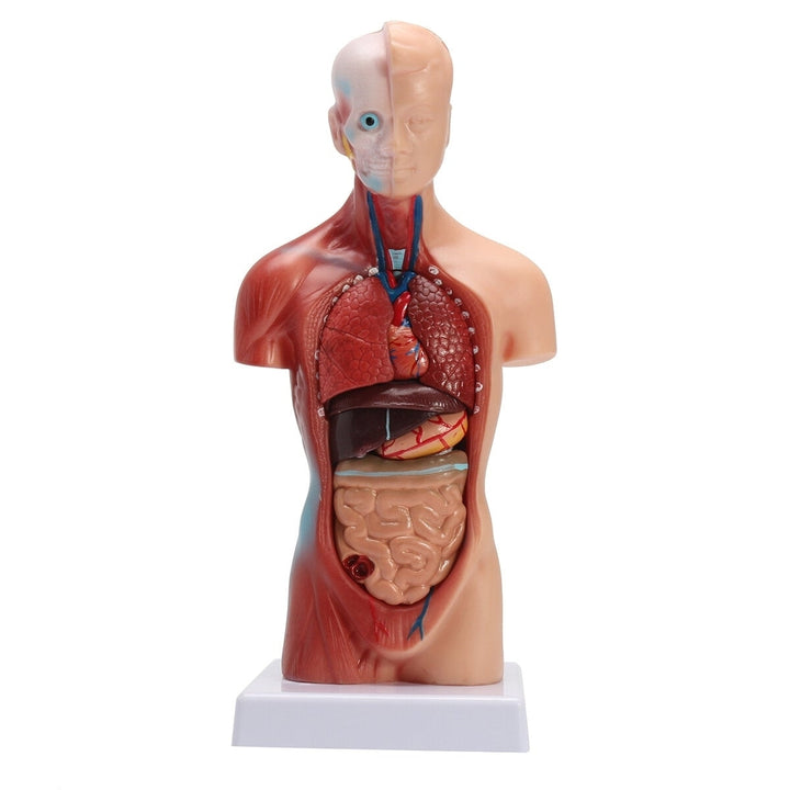 Human Torso Body Anatomy Model Heart Brain Skeleton School Educational Image 2
