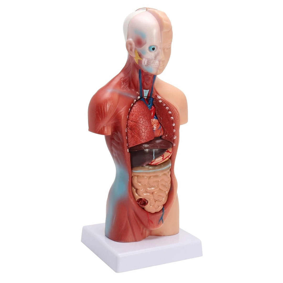 Human Torso Body Anatomy Model Heart Brain Skeleton School Educational Image 3