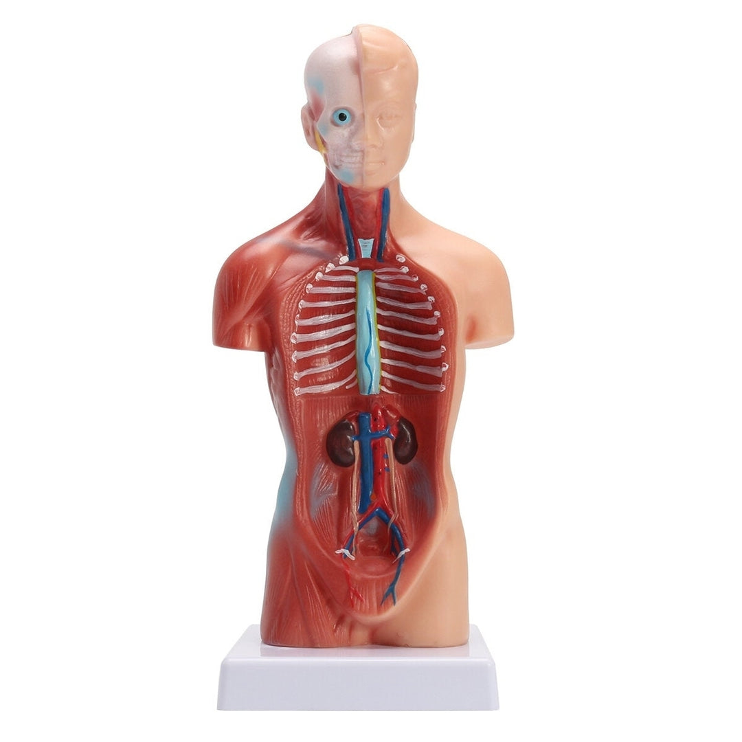 Human Torso Body Anatomy Model Heart Brain Skeleton School Educational Image 4