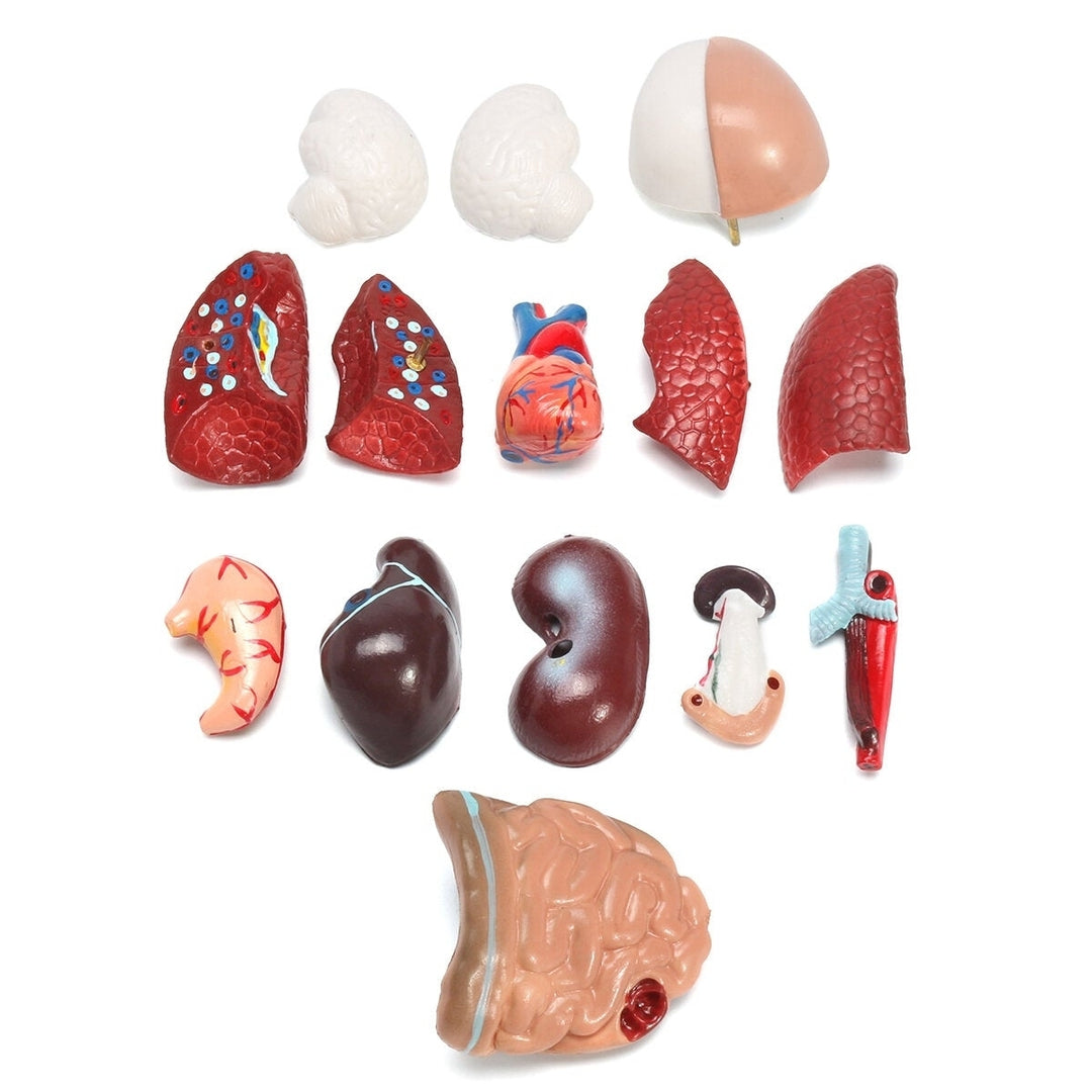Human Torso Body Anatomy Model Heart Brain Skeleton School Educational Image 6