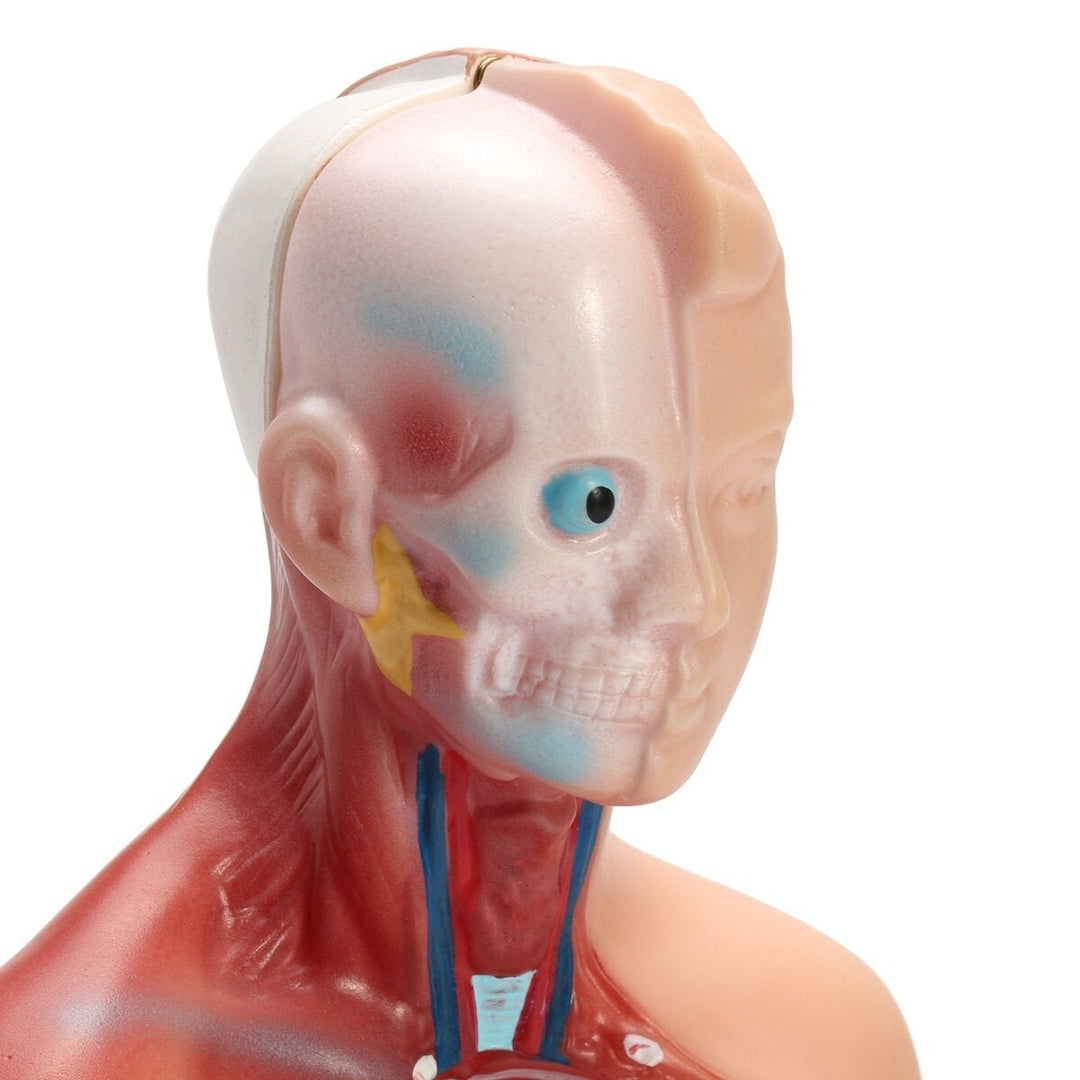 Human Torso Body Anatomy Model Heart Brain Skeleton School Educational Image 7