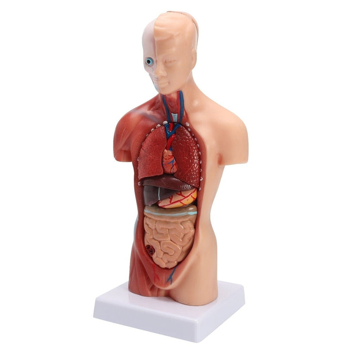 Human Torso Body Anatomy Model Heart Brain Skeleton School Educational Image 8