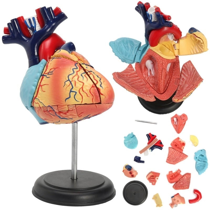 4D Anatomical Human Heart Structural Models Anatomy Medical Teaching School Image 1