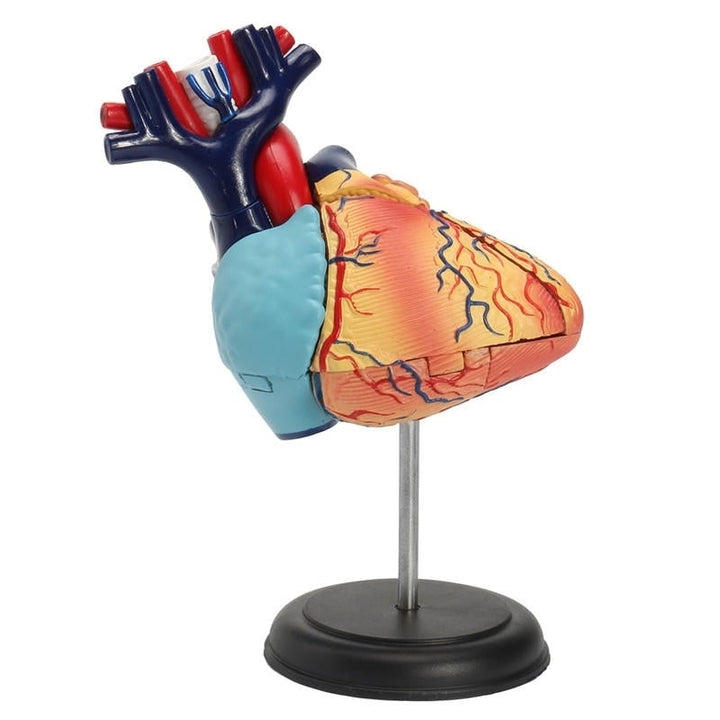 4D Anatomical Human Heart Structural Models Anatomy Medical Teaching School Image 2