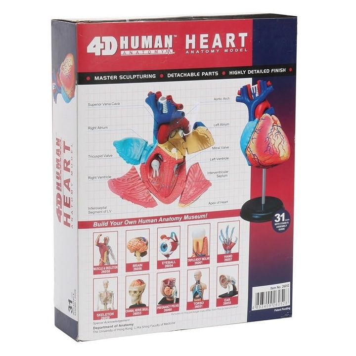 4D Anatomical Human Heart Structural Models Anatomy Medical Teaching School Image 8