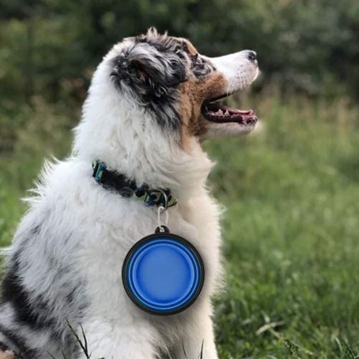 5" Blue Silicone Portable Foldable Collapsible Pet Bowl by Posh Pup Image 9