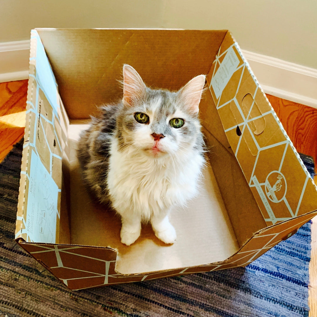 Cats Desire Disposable Litter Box Sampler Image 3