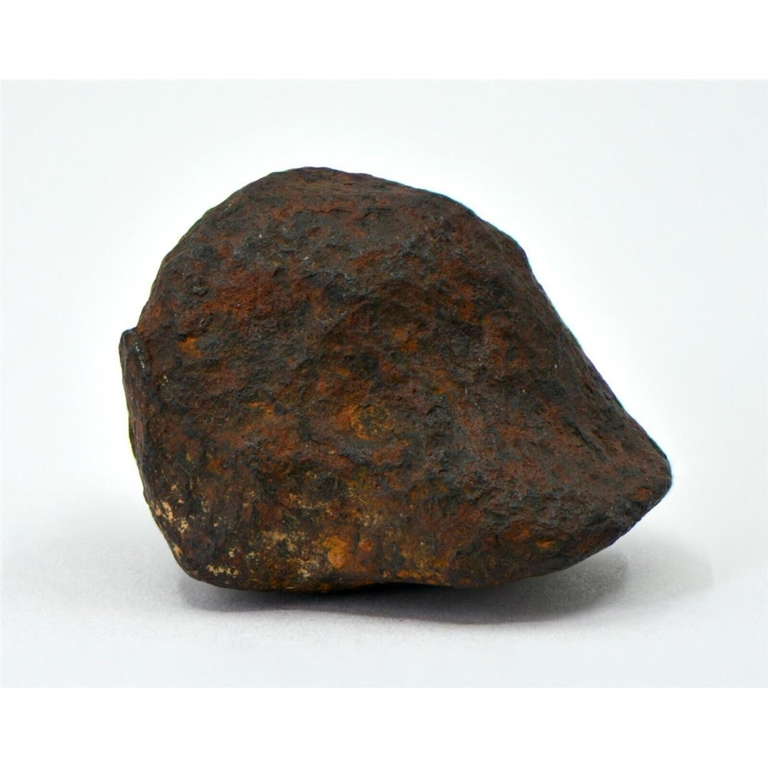 36.4 gram MUNDRABILLA meteorite - Iron Meteorite - TOP METEORITE Image 2