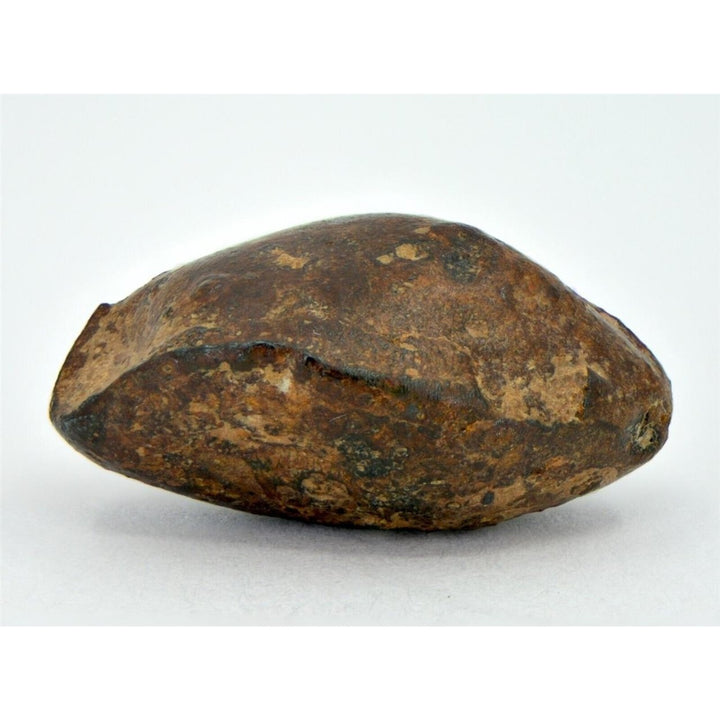 9.29 gram NWA 859 TAZA meteorite - Ungrouped Iron Meteorite I TOP METEORITE Image 1