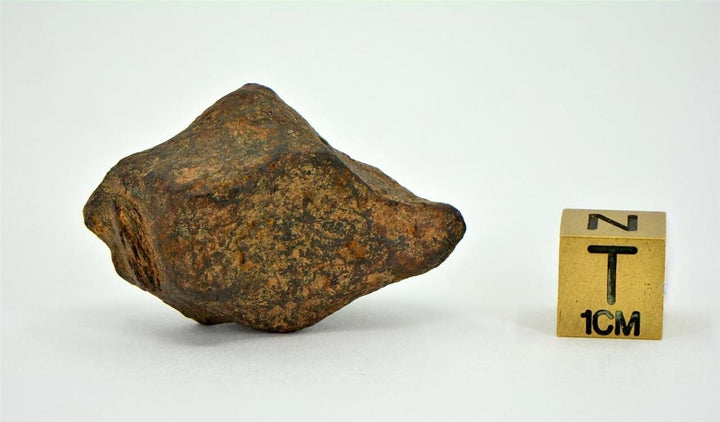 38.5 gram MUNDRABILLA meteorite - Iron Meteorite - TOP METEORITE Image 2