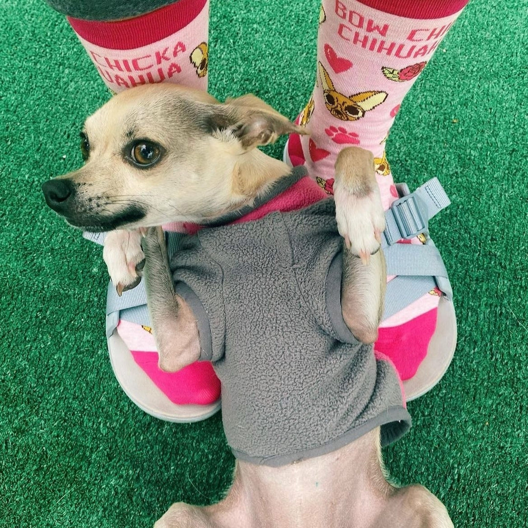 Womens Bow Chicka Chihuahua Socks Funny Pet Dog Small Breed Sarcastic Sex Footwear Image 4