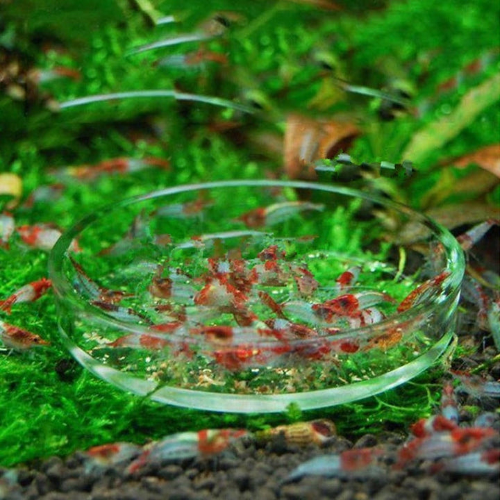 Clear Aquarium Fish Tank Glass Shrimp Feeding Food Dish Feeder Tray Fish Feeder Image 4