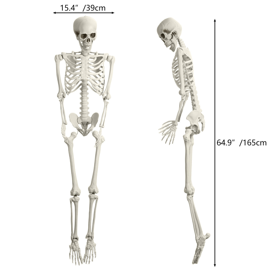 5.4FT Poseable Skeleton Prop Life Size Plastic Halloween Human Bones Skeleton Party Supplies Image 6