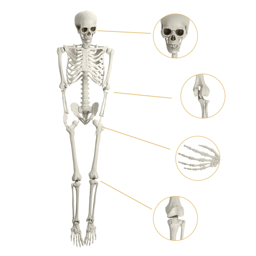 5.4FT Poseable Skeleton Prop Life Size Plastic Halloween Human Bones Skeleton Party Supplies Image 7