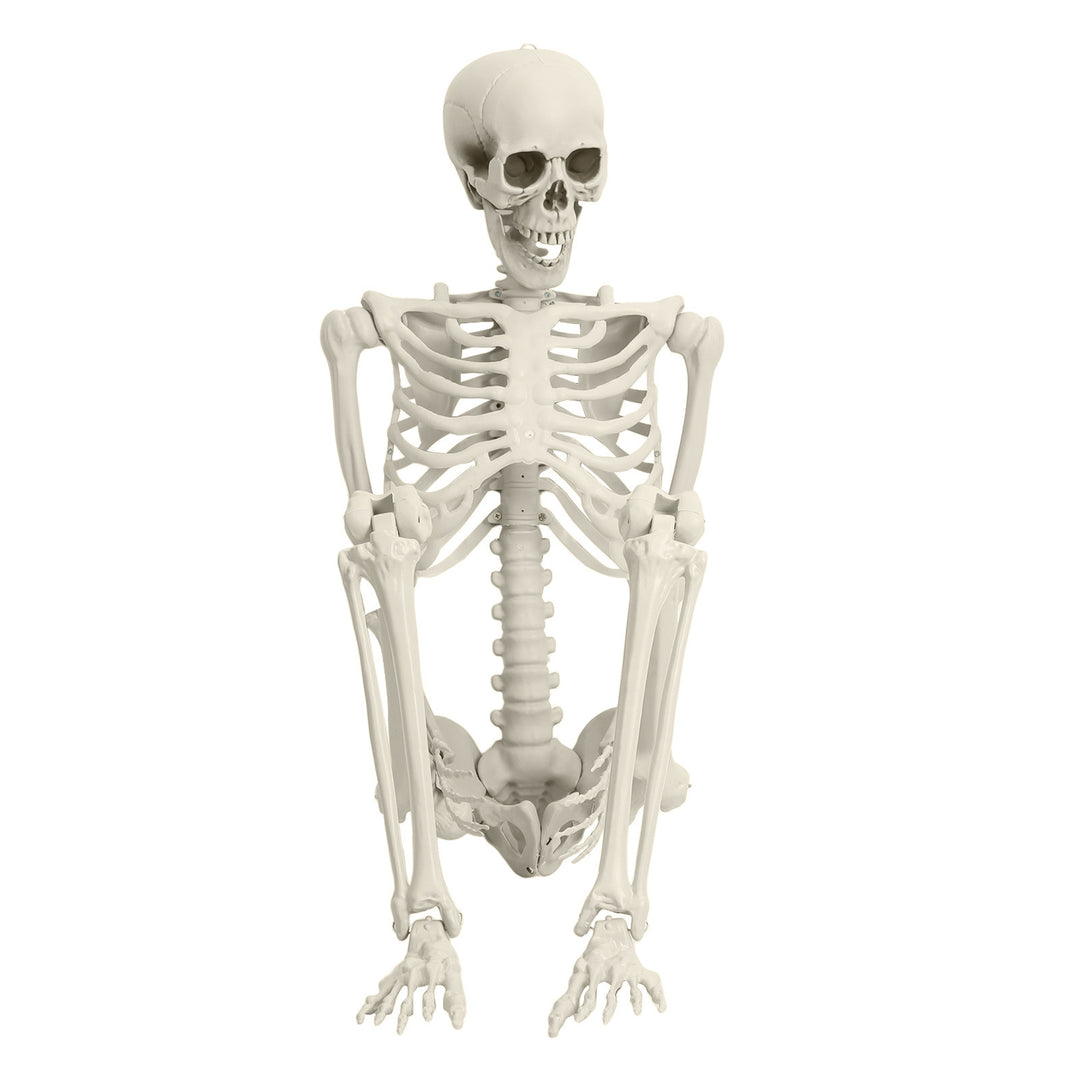 5.4FT Poseable Skeleton Prop Life Size Plastic Halloween Human Bones Skeleton Party Supplies Image 8