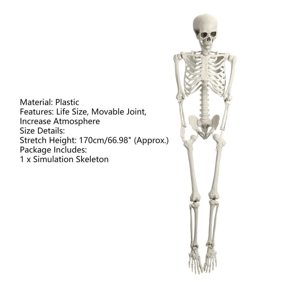 5.4FT Poseable Skeleton Prop Life Size Plastic Halloween Human Bones Skeleton Party Supplies Image 11