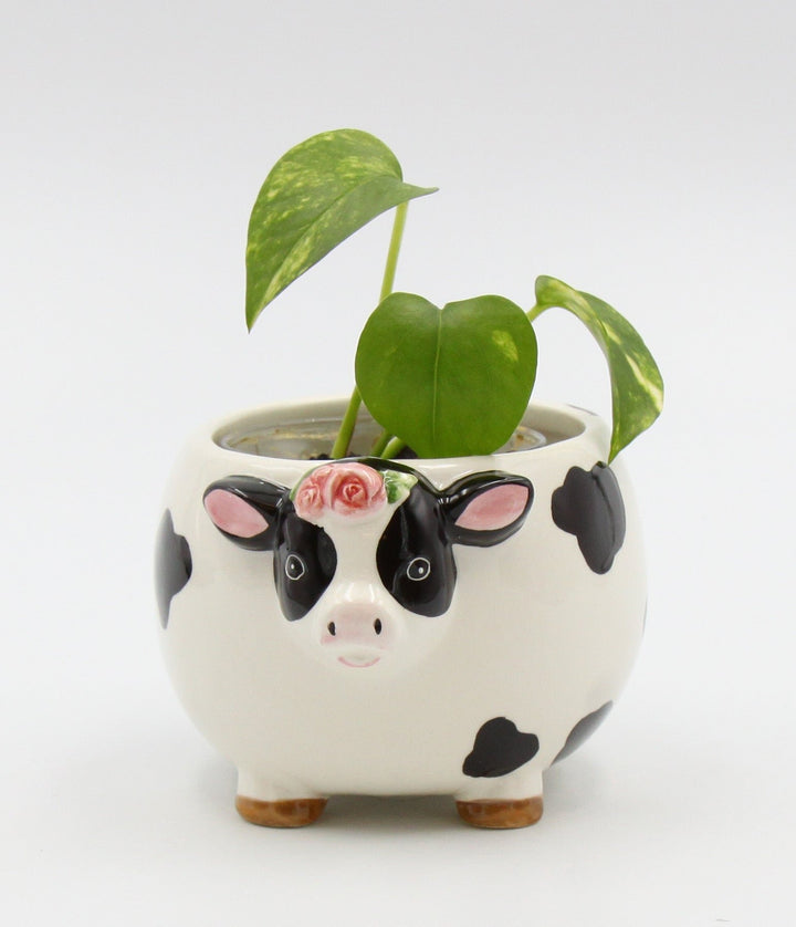 Ceramic Cow Candy Bowl Indoor Planter 5x4 Image 4