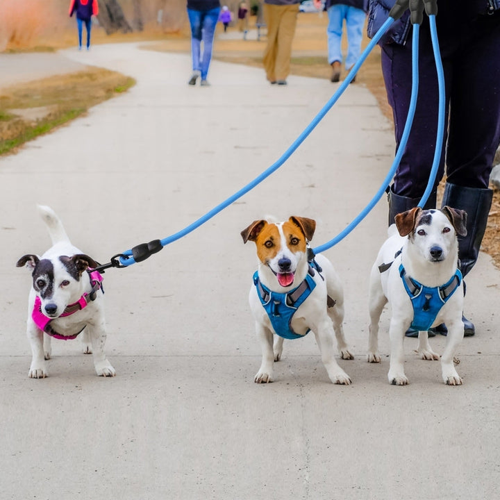 3 Dog Leash Traction Rope Walking Training Lead with Padded Handle Image 11