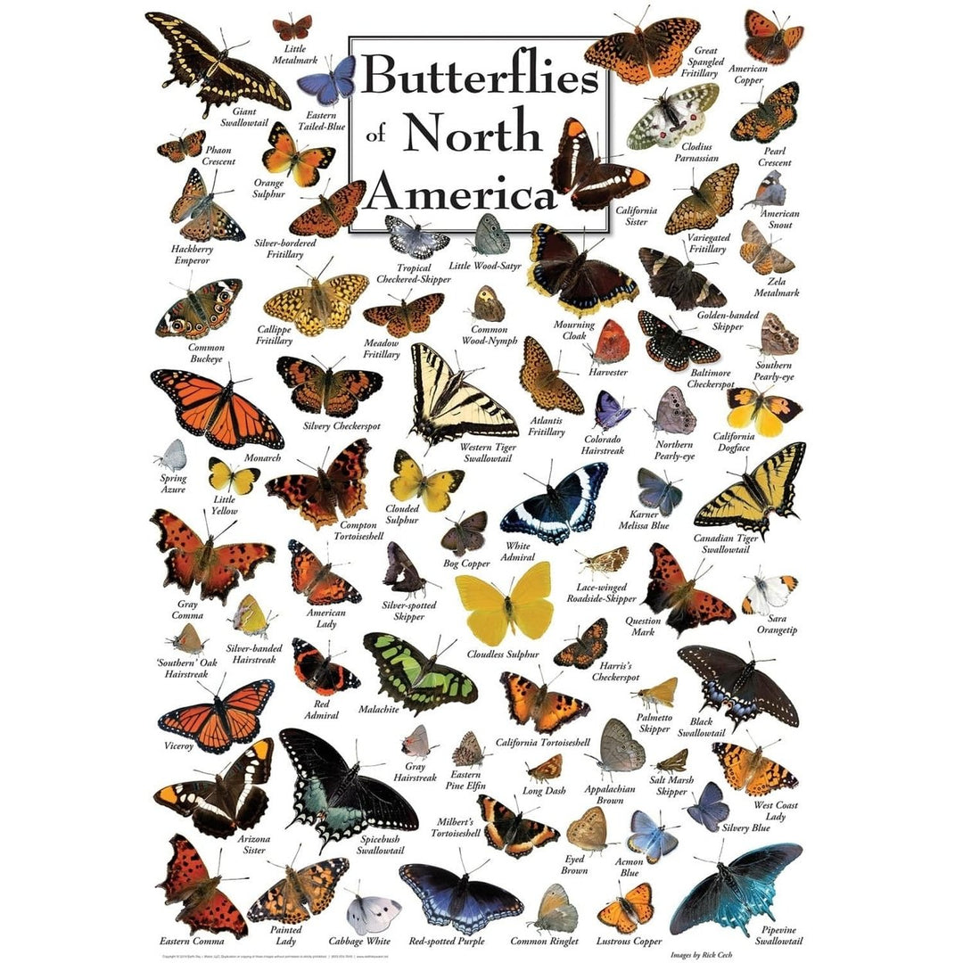 Butterflies of North America 1000 Piece Jigsaw Puzzle Recycled Material Detailed Image 2