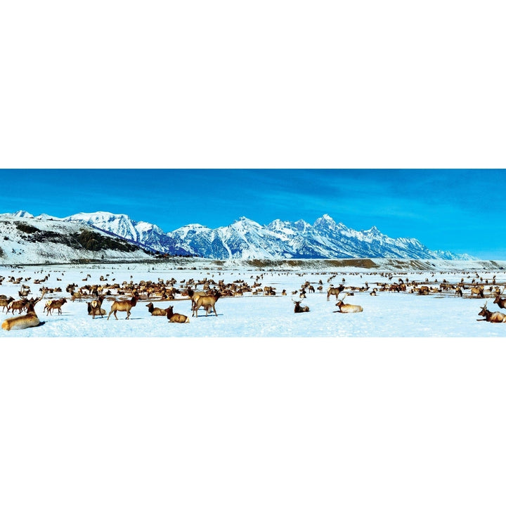 Elk Refuge Wyoming 1000 Piece Panoramic Jigsaw Puzzle Image 2