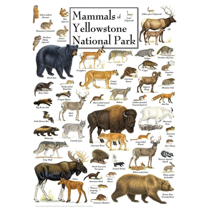 Mammals of Yellowstone National Park 1000 Piece Jigsaw Puzzle Recycled Material Image 2