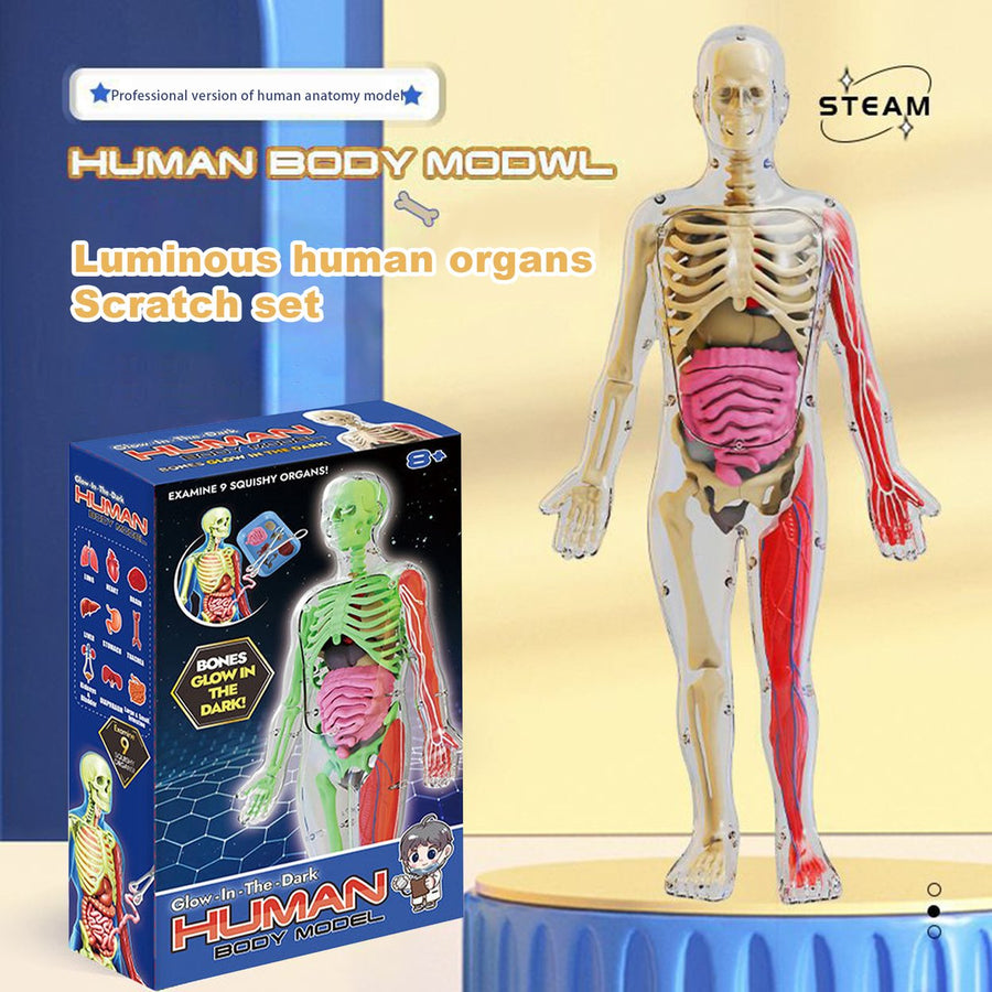 1 Set Human Body Model Glow-in-the-dark Removable Human Torso Anatomy Teaching Aid School Students Organs Bones Learning Image 1